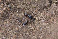 Camponotus empedocles