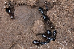 Camponotus empedocles