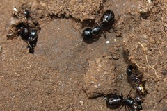 Camponotus empedocles