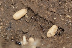 Camponotus empedocles