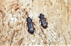 Bothrideridae