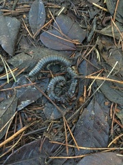 Paeromopodidae
