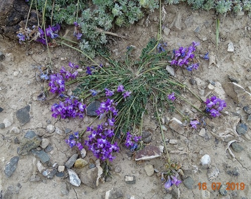 Sapozhnikov's bladder oxytrope (Oxytropis saposhnikovii)