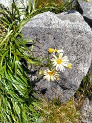 Dolichoglottis lyallii × scorzoneroides