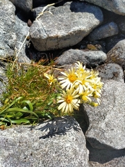 Dolichoglottis lyallii × scorzoneroides