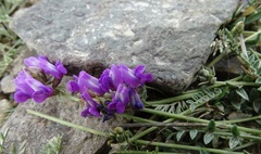 Oxytropis saposhnikovii