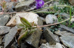 Oxytropis saposhnikovii