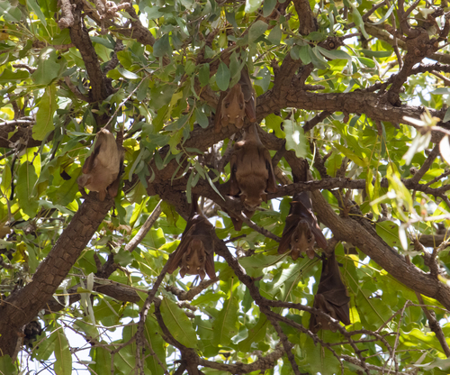 Shea Tree