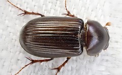 Acrossidius tasmaniae