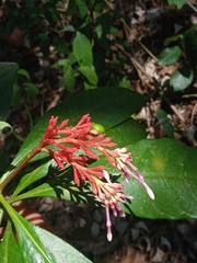 Rauvolfia serpentina