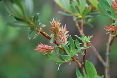 Salix caesia