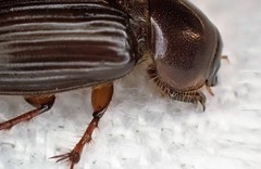 Acrossidius tasmaniae