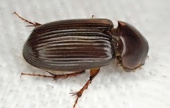Acrossidius tasmaniae