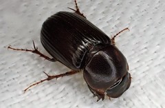 Acrossidius tasmaniae