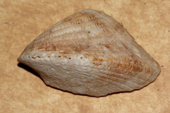 Lunulicardia