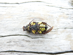 Chlorobapta frontalis