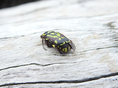 Chlorobapta frontalis