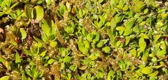 Coprosma petriei