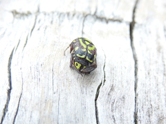 Chlorobapta frontalis