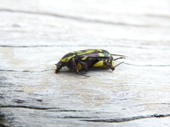 Chlorobapta frontalis