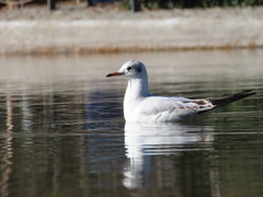 Chroicocephalus ridibundus