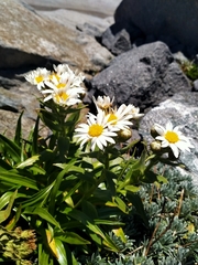 Dolichoglottis scorzoneroides