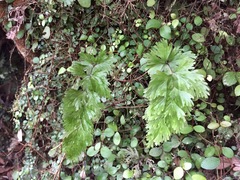 Hymenophyllum flabellatum image