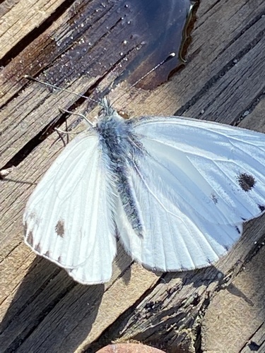 iNaturalist observation photo of Margined White