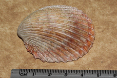 Vasticardium vertebratum