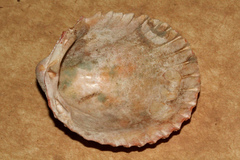 Vasticardium vertebratum