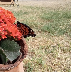 Danaus plexippus