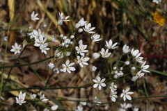 Allium subhirsutum
