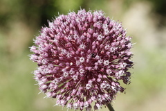Allium bourgeaui