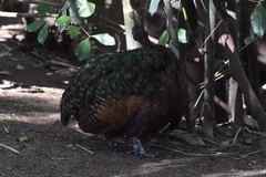 Afropavo congensis