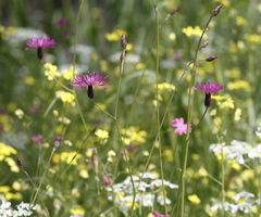 Crupina crupinastrum