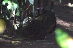 Afropavo congensis