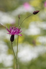 Crupina crupinastrum
