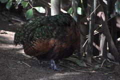 Afropavo congensis