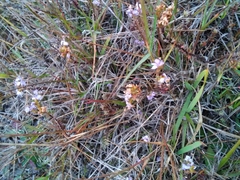 Veronica pimeleoides pimeleoides