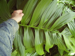 Rhaphidophora decursiva