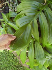 Rhaphidophora decursiva