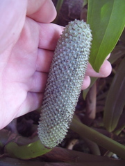 Rhaphidophora decursiva