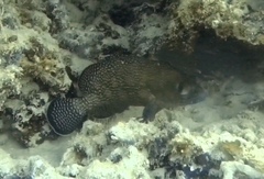 Epinephelus ongus