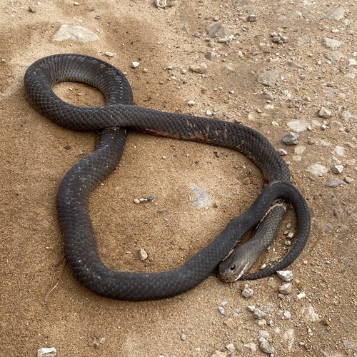 Eastern Brown Snake sighting