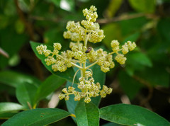 Buddleja bullata