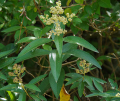 Buddleja bullata