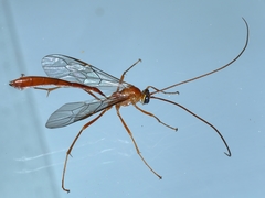 Enicospilus coarctatus