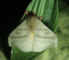Hylesia rubrifrons