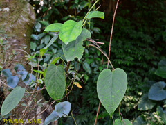 Jasminanthes mucronata