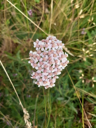 Representative image of Achillea odorata